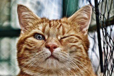 Ginger cat winking